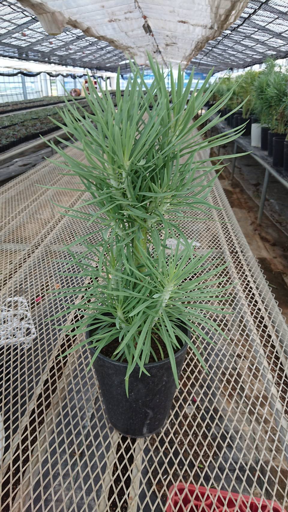 セネシオ　クレイニア　モンキーツリー　観葉植物　7号　約105センチ セネシオ クレイニア モンキーツリー 観葉植物 7号 約105センチ 【公式